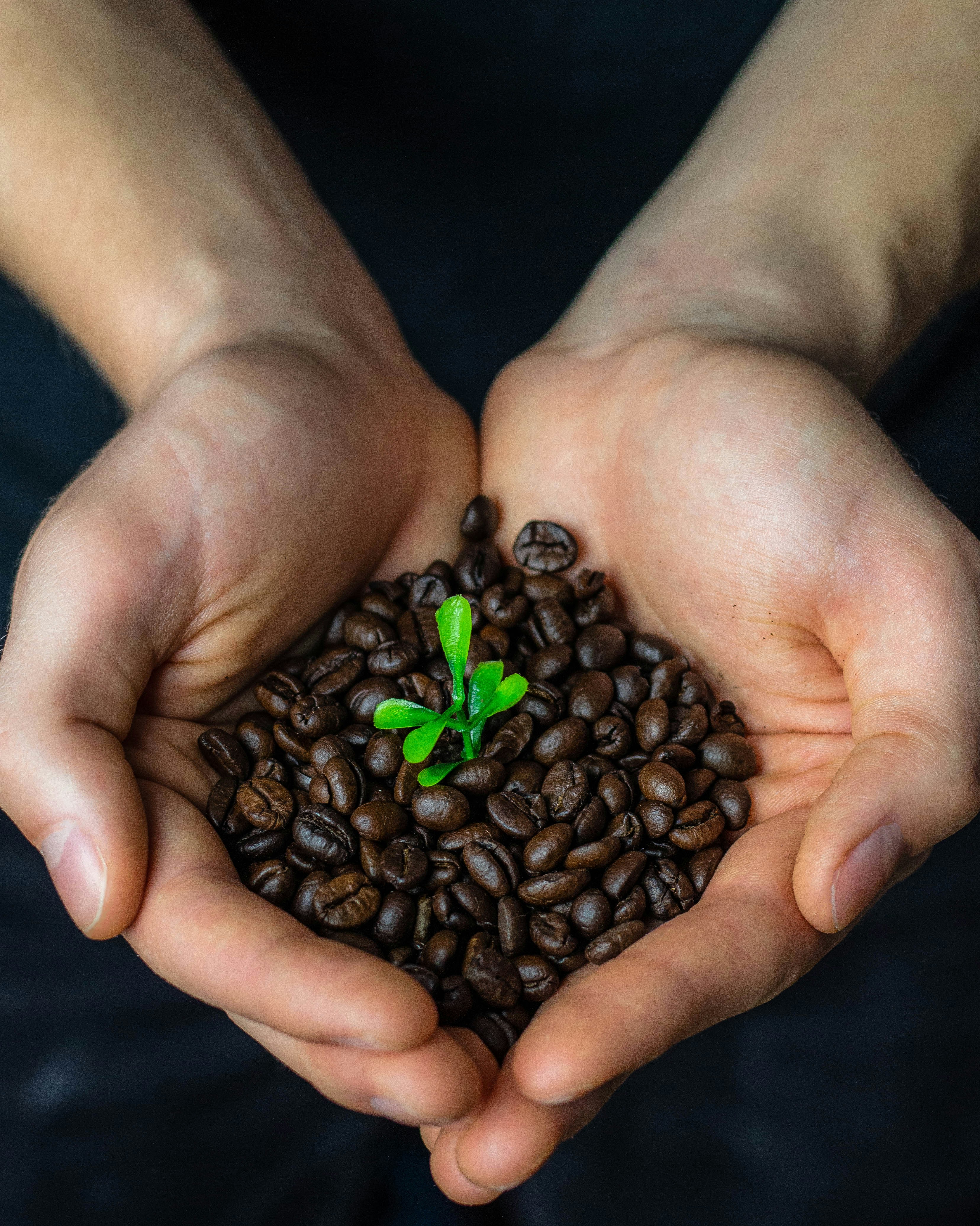 hands holding coffee beans and plantr